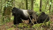 Sexe  comment font les gorilles  - ZAPPING SAUVAGE