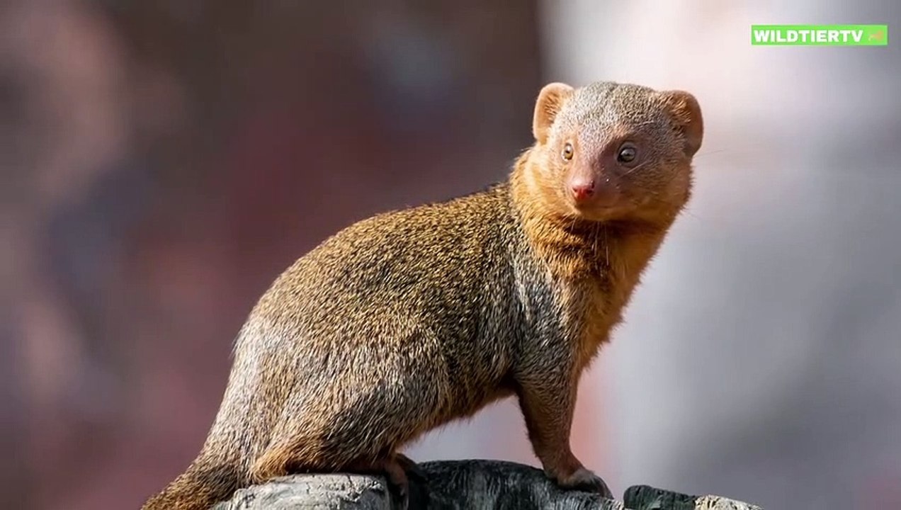 Manguste Greift Riesige Giftige Cobra an, Unglaubliche Momente!