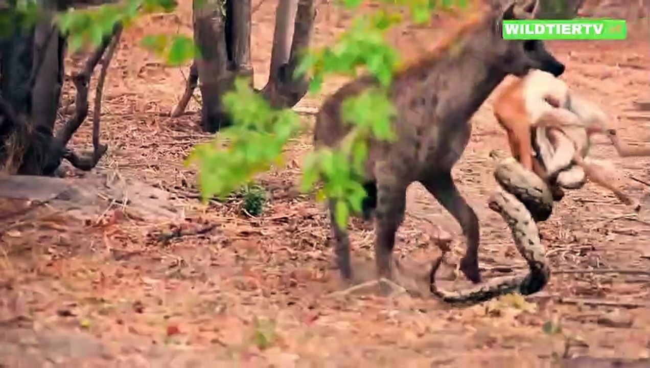 10 Momente in denen Wildtiere Listige Hyänen unterschätzten - Hyäne Vs Leopard, Flamingo, Gazelle