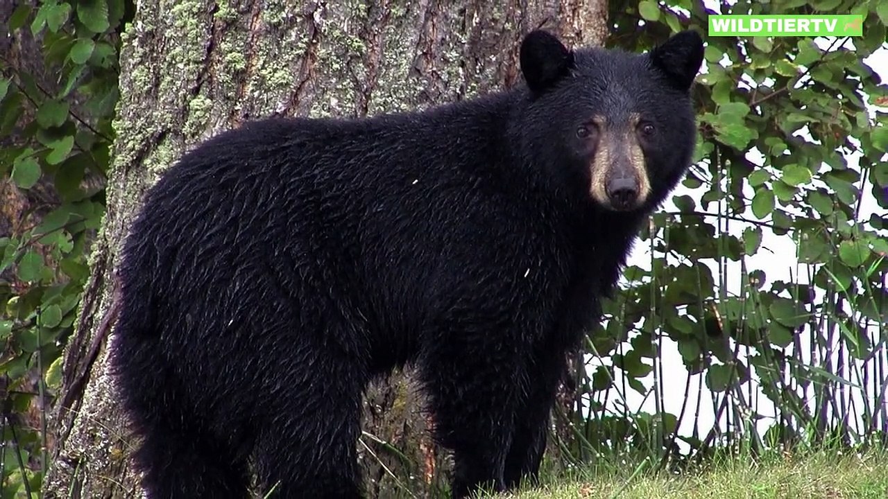 Schwarzbär Mutter überrascht Löwen als er versuchte ihr Junges zu attackieren