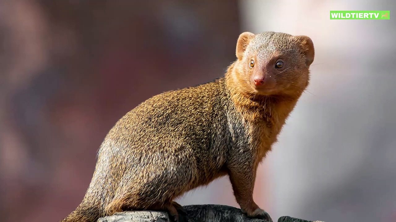 Manguste Greift Riesige Giftige Cobra an, Unglaubliche Momente!