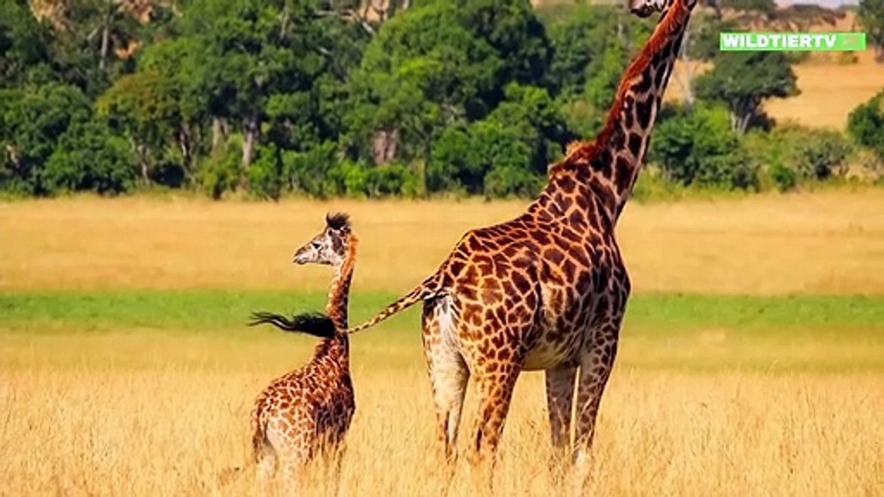 Löwen attackieren Giraffen Kalb, kann die Mutter es retten
