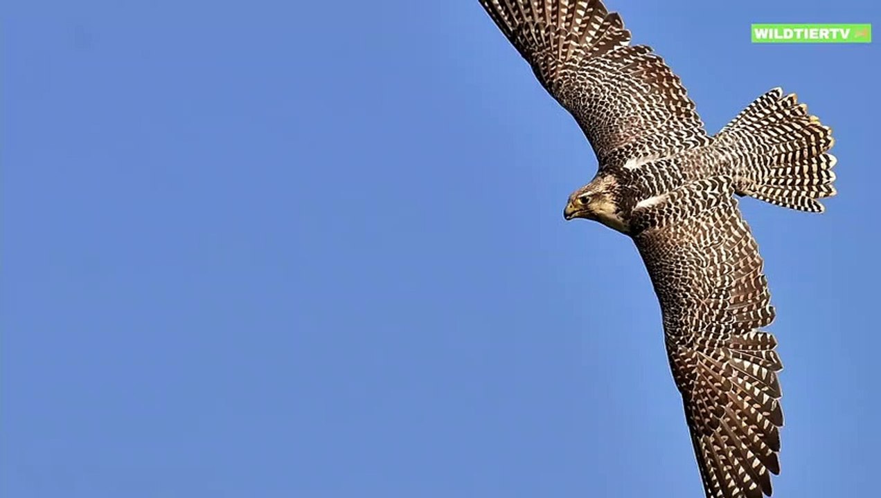 Riesen Falke greift Ente an, Spektakuläre Aufnahmen!
