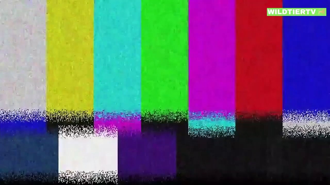 Momente der Unglaublichsten Jagdstrategien von Wildtieren