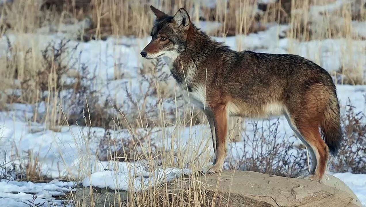 Kojote mit Unglaublichen Angriff auf Reh
