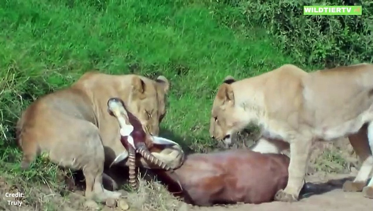 MOMENTE IN DENEN GROßE KATZEN AUF DIE JAGD GINGEN - AUF KAMERA FESTGEHALTEN