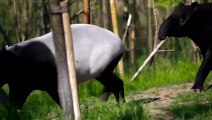 Malayan Tapirs Struggle to Mate   The Secret Life of the Zoo   Nature Bites