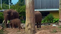 Baby Elephant Has Playtime with her Dad   Secret Life of the Zoo   Nature Bites