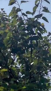 #Russia: A Russian Il-22M communications aircraft (reportedly RF-75917) was shot down by Wagner forces in #Voronezh Oblast.