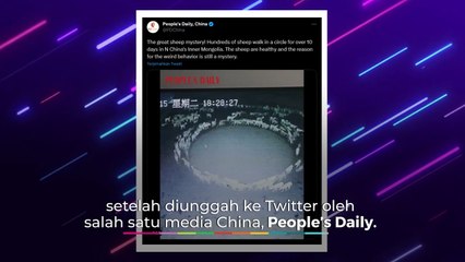 Perilaku Aneh Gerombolan Domba, Jalan Melingkar Berhari-hari