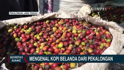 Budidaya Bibit dari Para Penjajah, Kabupaten Pekalongan Punya Kopi Asal Belanda!