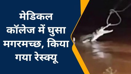 शिवपुरी: मेडिकल कॉलेज के पिछले हिस्से में घुसा मगरमच्छ, मची अफरा-तफरी