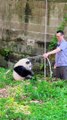 Panda Yu Ke Taking a Shower