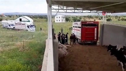 Çiftlik çalışanı, patronu yokken 28 ineği çalarak vurgun yapmak istedi