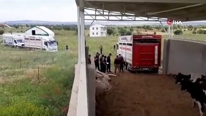 Un ouvrier agricole voulait faire un profit en volant 28 vaches pendant l'absence de son patron