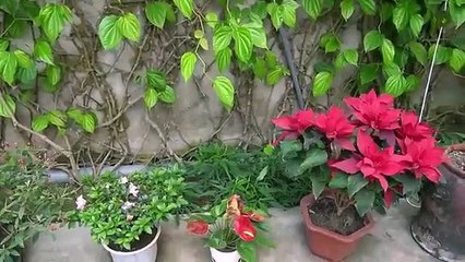 Very Easy Grow Tomatoes On The Wall Simple High Yield Without A Garden