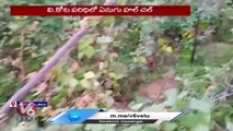 Elephant Strikes On Cow At V.kota Village | Chittoor | V6 News