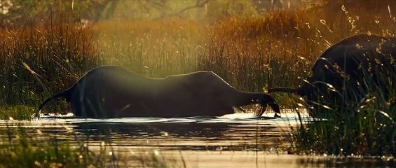 Our Universe - Water World