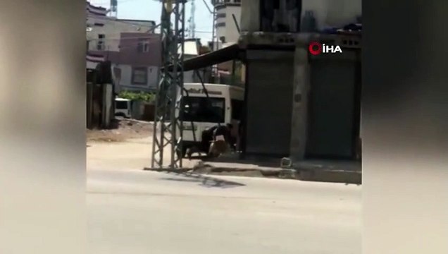 Koyunu döverek bayıltan kasaptan pişkin savunma: 'Yormak için öyle yaptım'