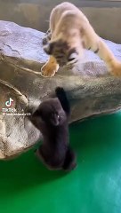 Bets friends playing