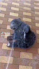 Bear baby loves shower