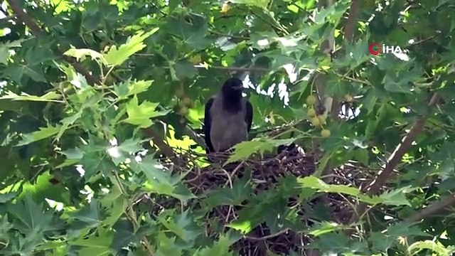 Tokat'ta saldırgan karga mahalle sakinlerinin korkulu rüyası oldu