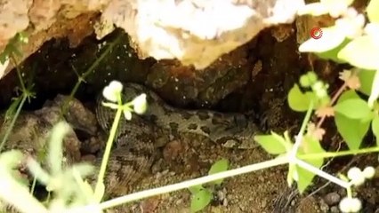 Taşlık yerlerde yaşıyor, Tunceli'de görüntülendi!