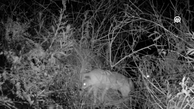 Iğdır'da yiyecek arayan çakal sürüsü fotokapanla görüntülendi