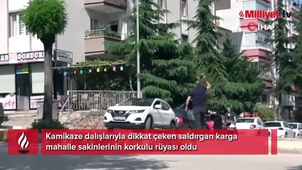 "Karga kamikaze" dalışlarıyla mahalleliye korku salıyor