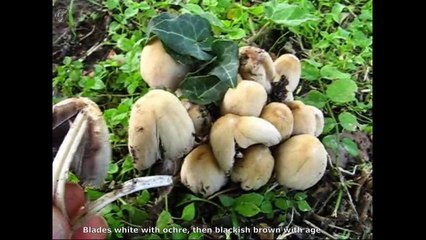 Coprinus micaceus. Champimaginatis. English Text