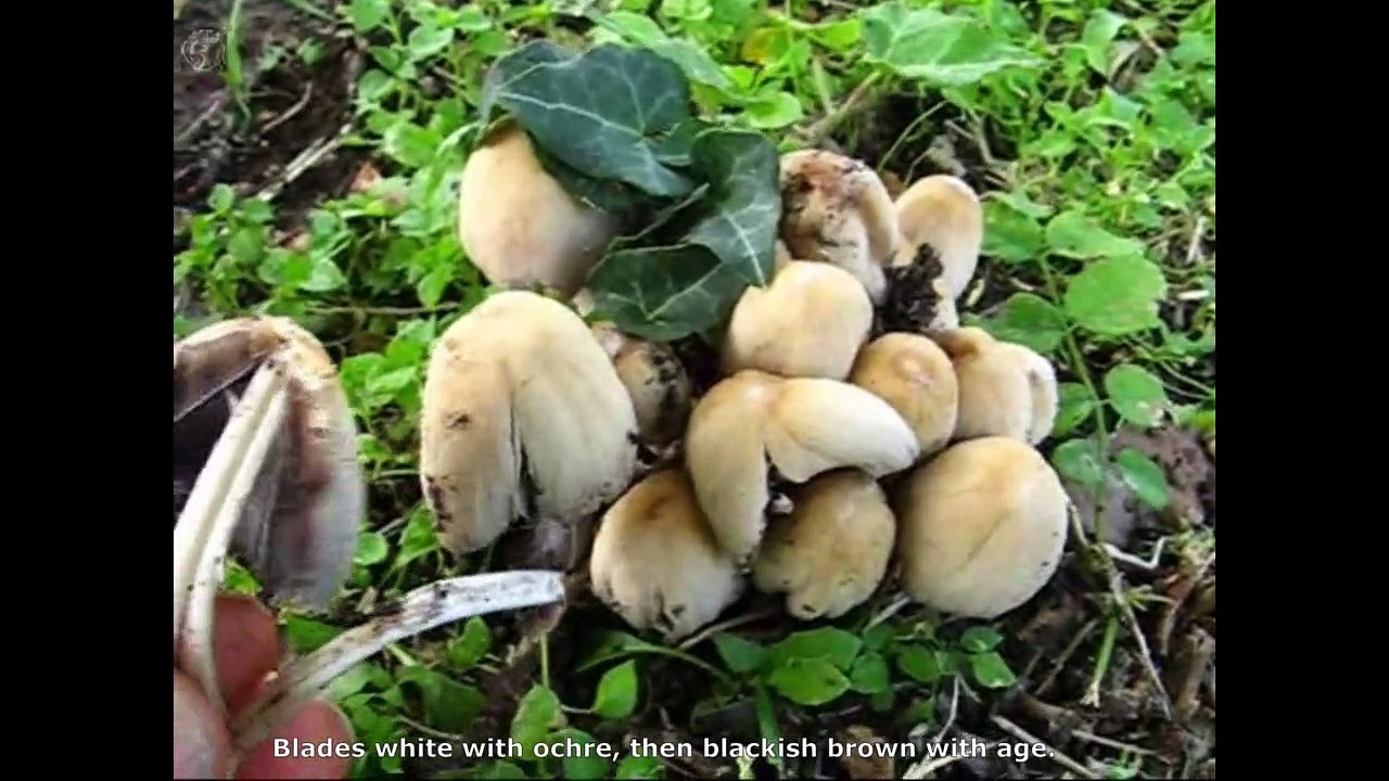 Coprinus micaceus. Champimaginatis. English Text