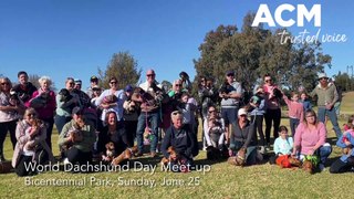World Dachshund Day Meet-up | 25/06/2023 | The Northern Daily Leader