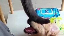 Funny animals 2023 - Funniest Cats and Dogs Video