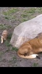 Funny cat videos | cute cats | Try not to laugh | Cat videos Compilation 2023