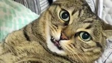 Funny cat videos | cute cats | Try not to laugh | Cat videos Compilation 2023