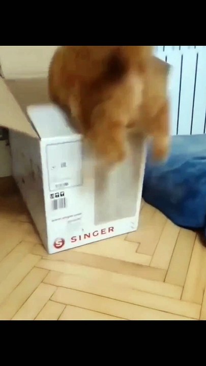 bad cats 2