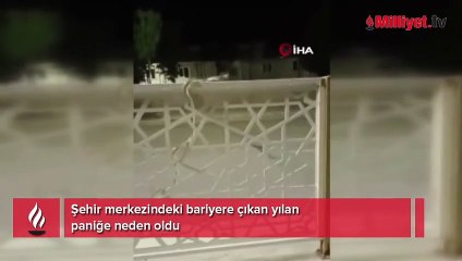 Şehir merkezindeki bariyere çıkan yılan paniğe neden oldu