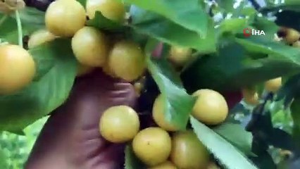 Des pluies excessives ont laissé la branche de cerisier à Antalya