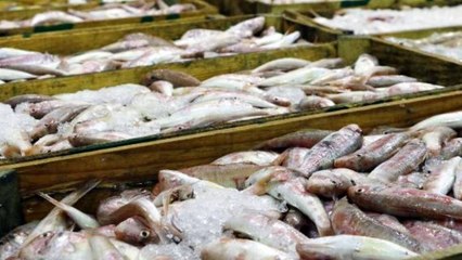 Denizler alarm veriyor: Avlanan balık miktarı yüzde 32 azaldı