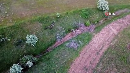 Troupeau de sangliers repéré à Yozgat