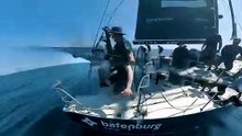Orche attaccano navi OceanRace: paura a bordo