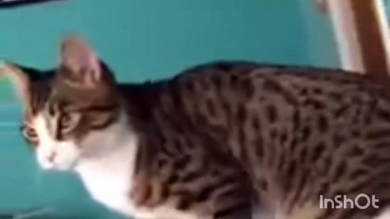 Cat_and_funny_video