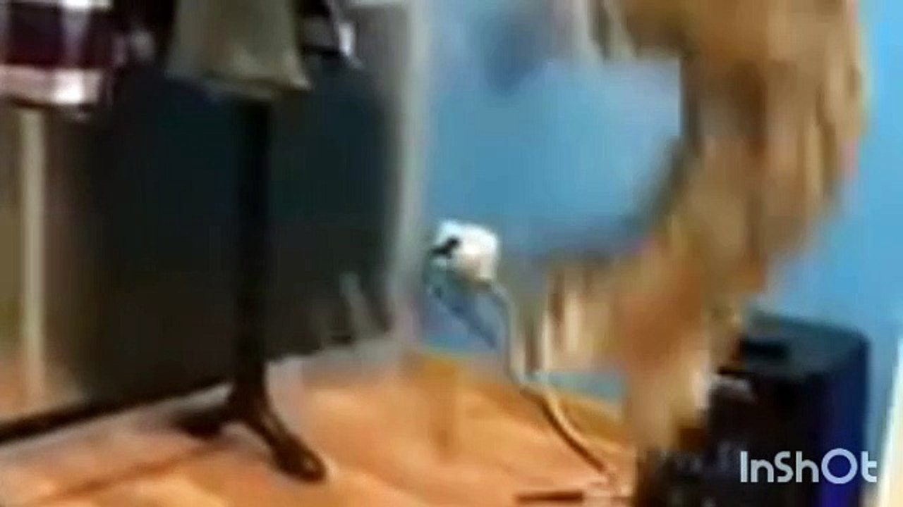 Cat_and_funny_video
