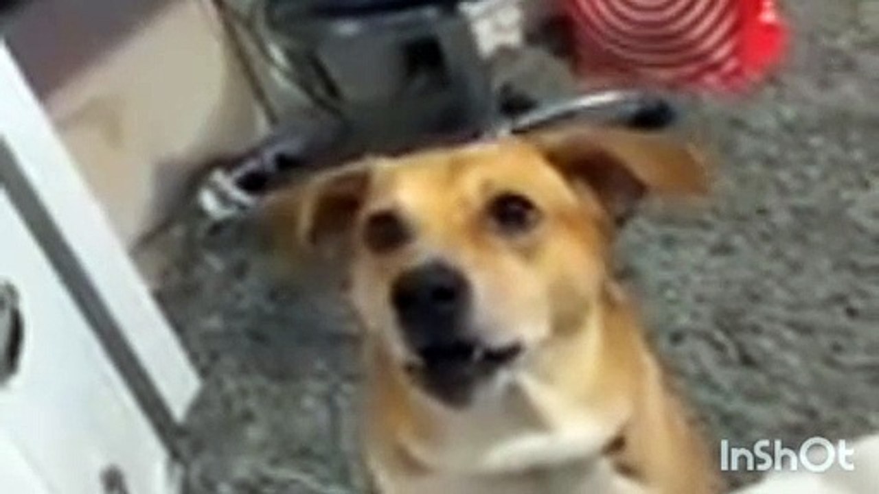 Cat_and_funny_video