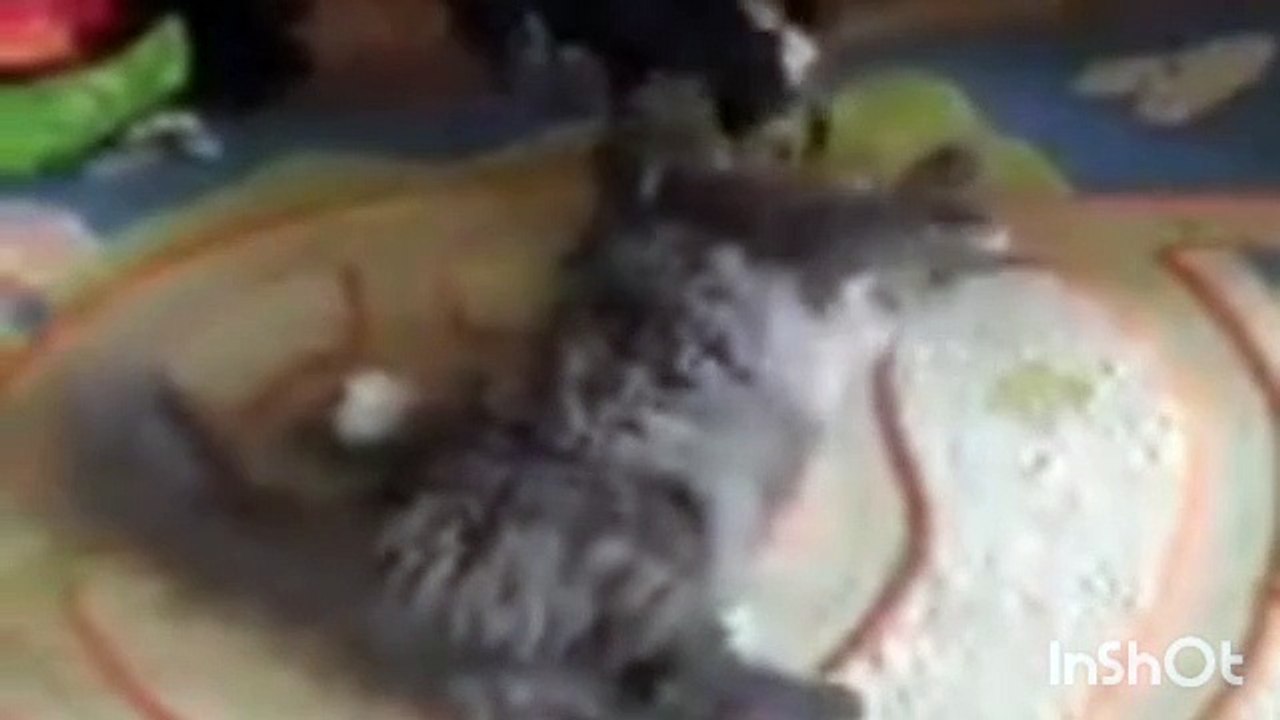 Cat_and_funny_video