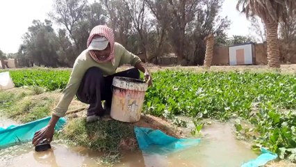 Village Life In Saudi Arabia _ Most Beautiful And Natural Village Life In Saudi Arabia_001