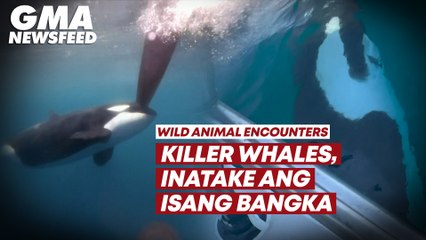 Killer whales, inatake ang isang bangka | GMA News Feed