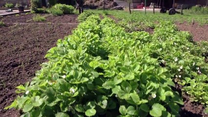 Le Roman de l'Eau : l'Eau et sa Planète