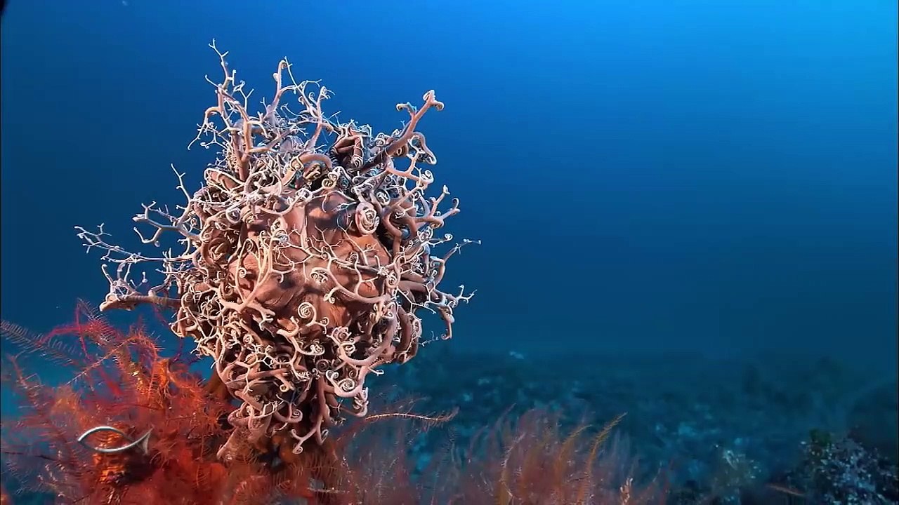 Les promesses de l'océan - Thalassa