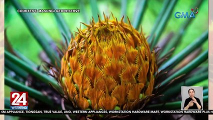 Halamang pitogo na unang umusbong sa panahon ng mga dinosaur, namumukadkad ngayon sa Masungi Georeserve | 24 Oras Weekend